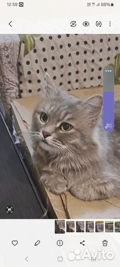 Котик в добрые руки