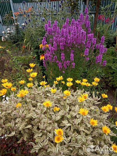 Садовые цветы многолетники