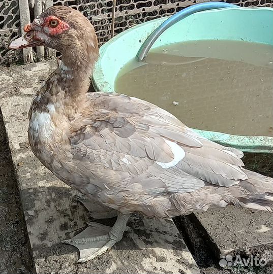 Мускусные утки