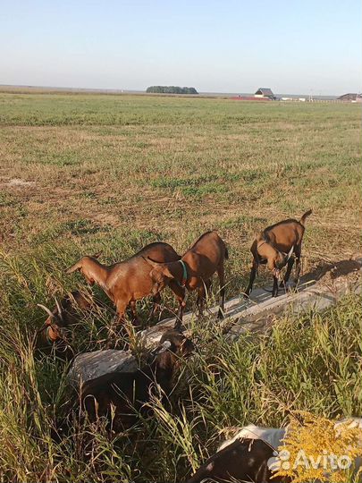 Козы чешки,нубийки,и петухи Кучинской породы