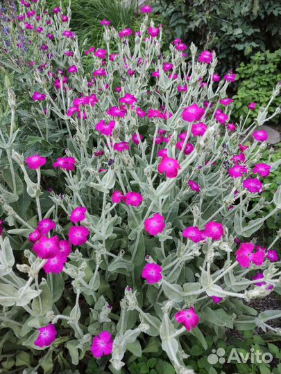 Лихнис Рудбекия Эхинацея Василек Ландыш Розга