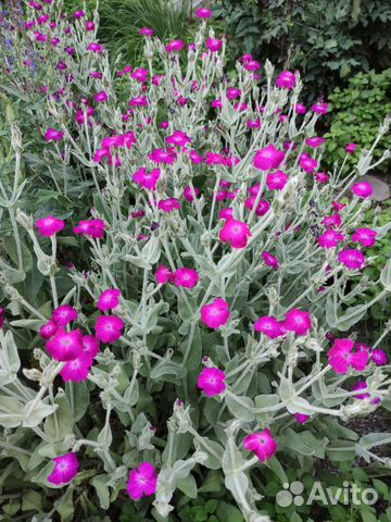 Лихнис Рудбекия Эхинацея Василек Ландыш Розга