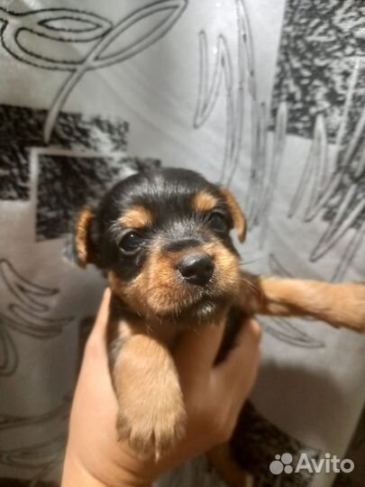 Йоркширский терьер щенки