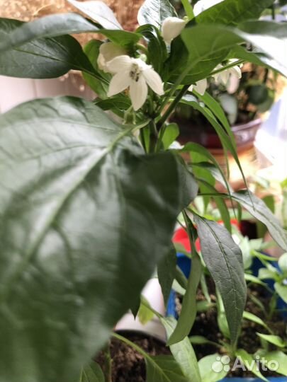 Перчик острый рассада