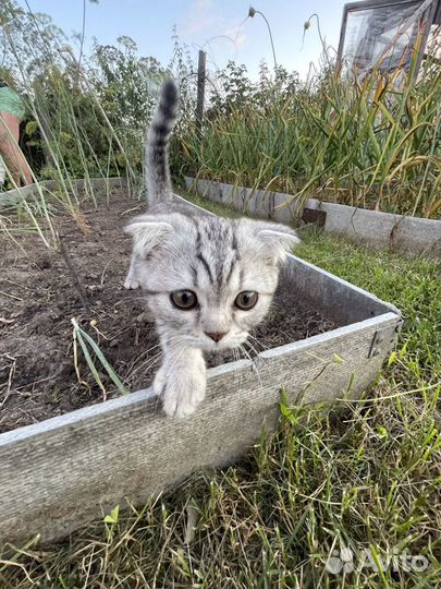 Шотландский кот вязка