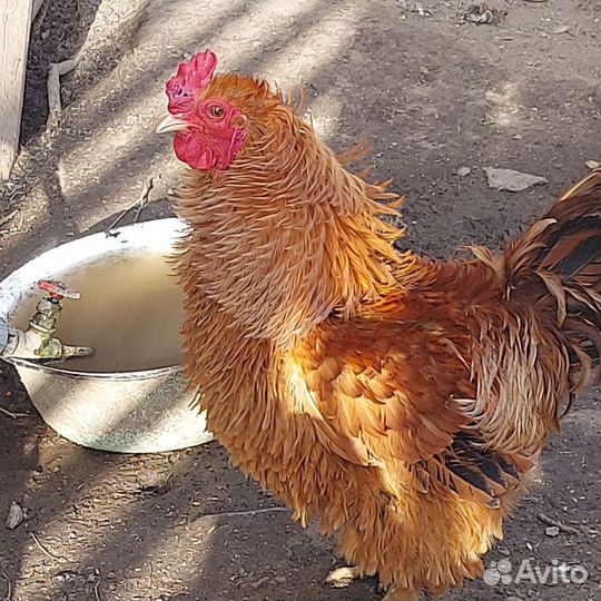 Инкубационное яйцо кур и индоуток