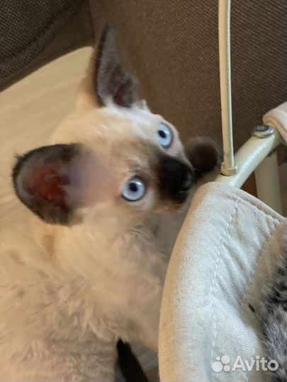 Котята девон-рекс