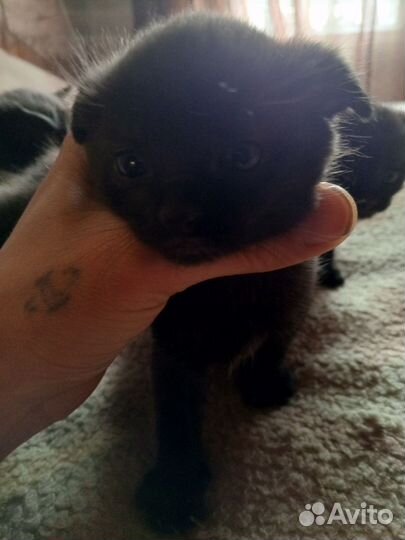 Котята месяц