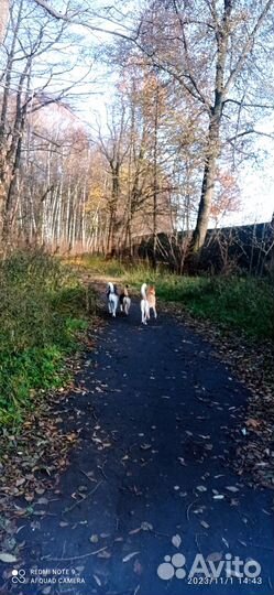 Дрессировка, выгул и социализация собак