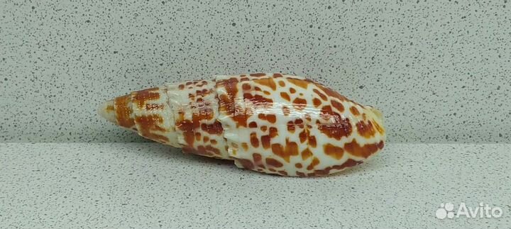 Митра Папалис 6,7 морская ракушка раковина