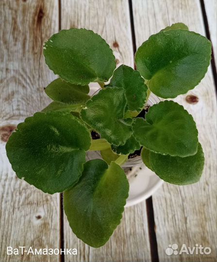 Фиалка ват-Амазонка