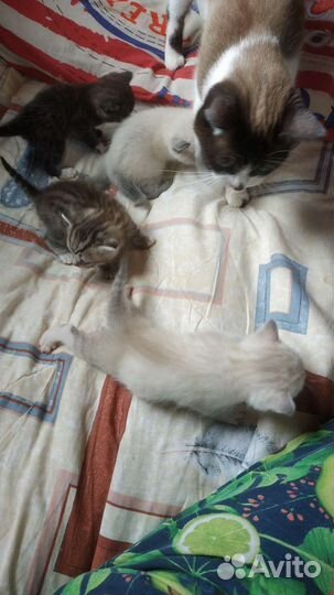 Котята от кошки Регдолл и отец веслоухий