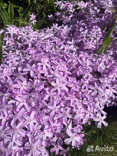 Флокс шиловидный