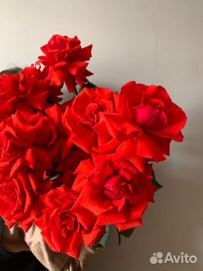 Алые французские розы