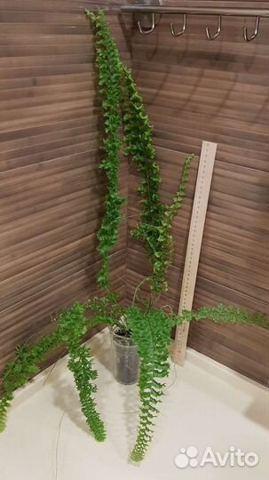 Нефролепис Дассада