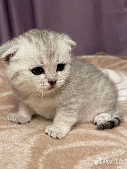 Шотладские котята