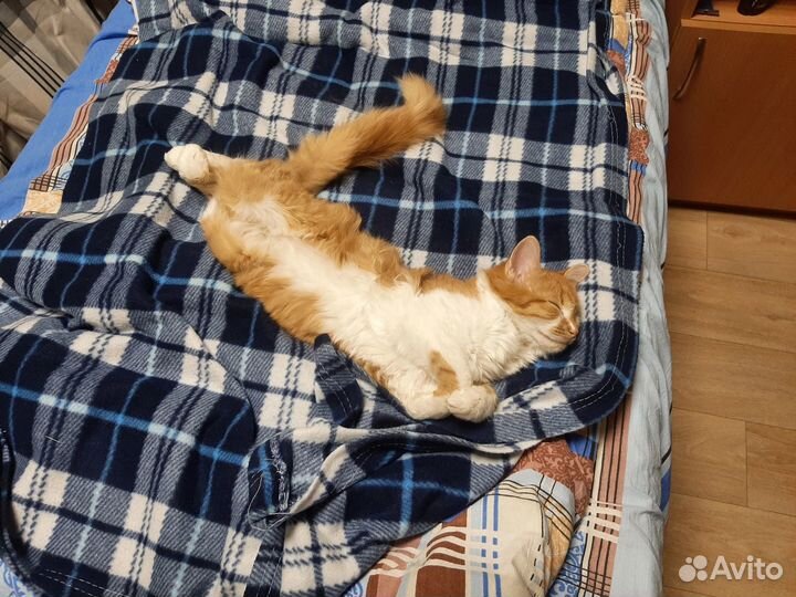 Домашние кошки