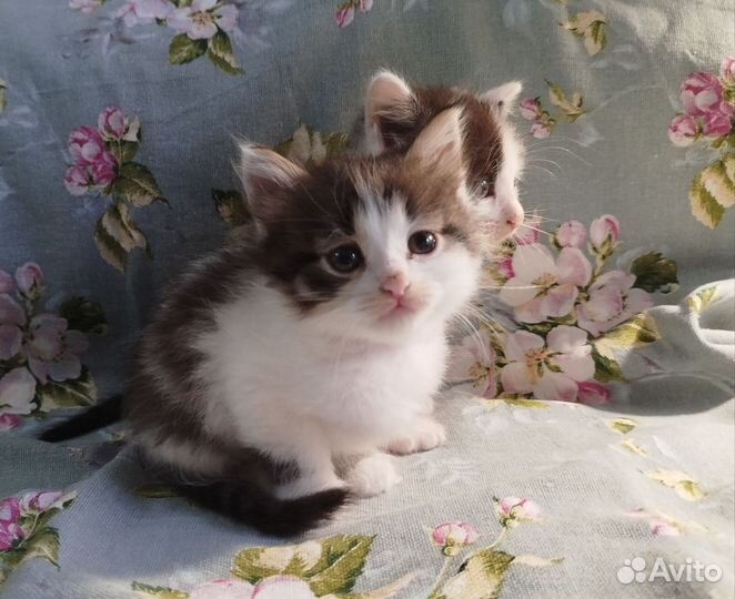Отдам котят в добрые руки