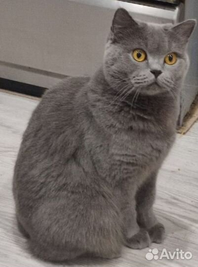Британская кошка в дар