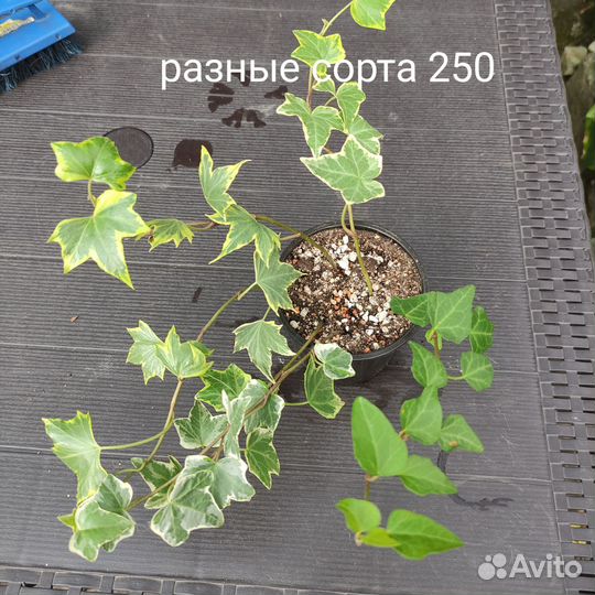 Аглоанема, фикус, плющ, очиток моргана, сциндарсус