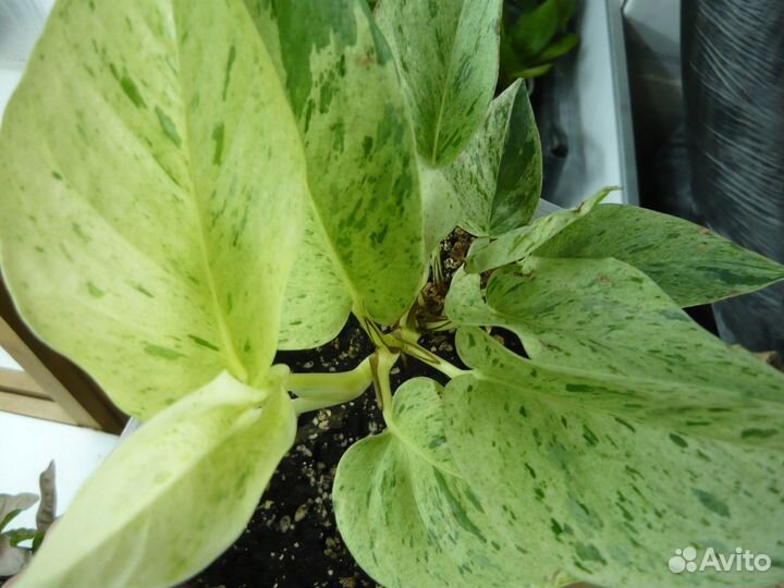 Сциндапсус Марбл Квин (Marble Queen)