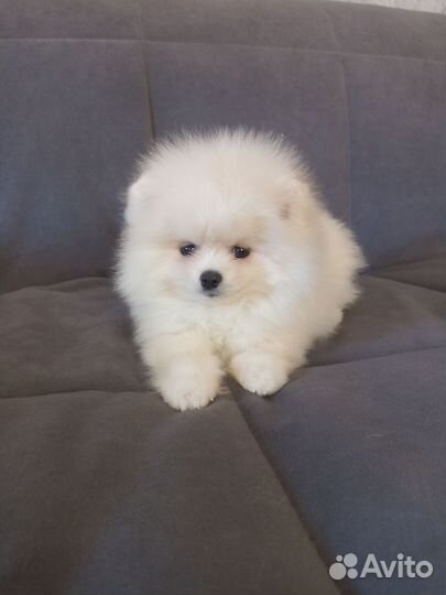 Шпиц девочка