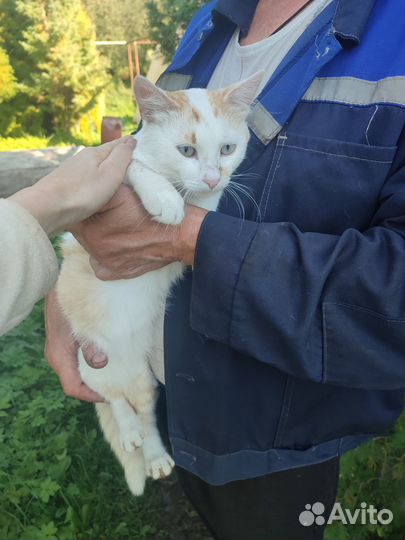 Котик ищет дом