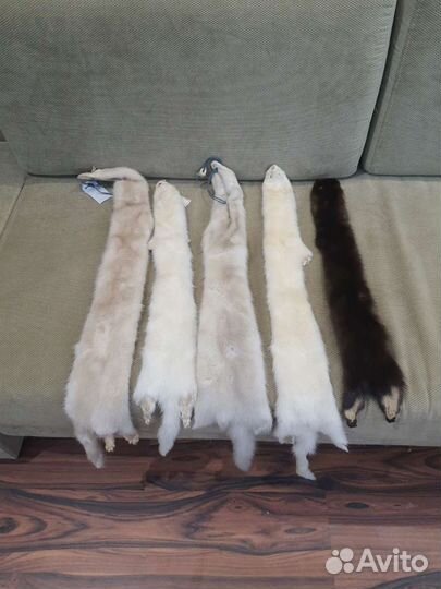 Шкурки норки