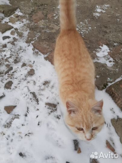 Котик бесплатно