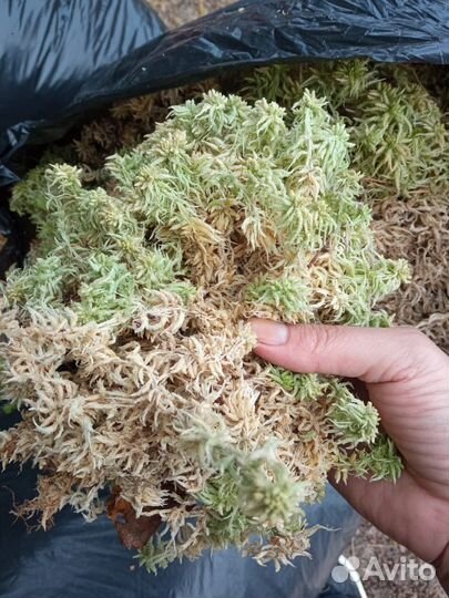 Интерьерный наполнитель(дизайн)