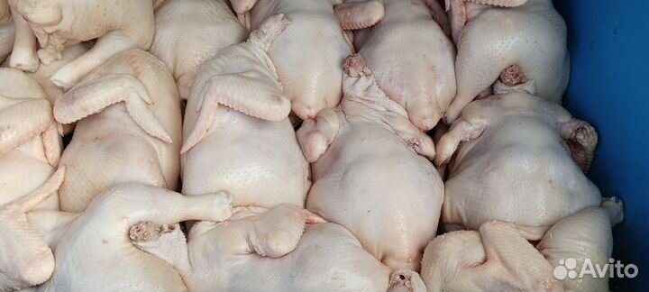 Куры бройлеры мяса