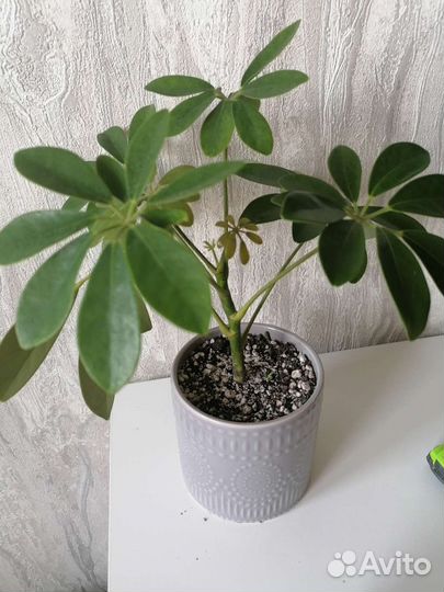 Шефлера, замиокулькас