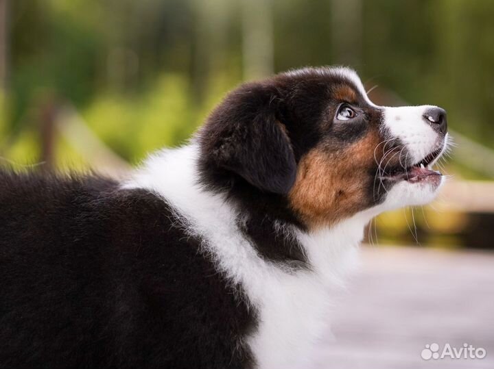 Австралийская овчарка аусси щенки