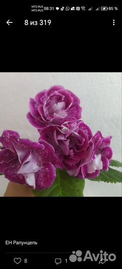 Глоксиния клубни