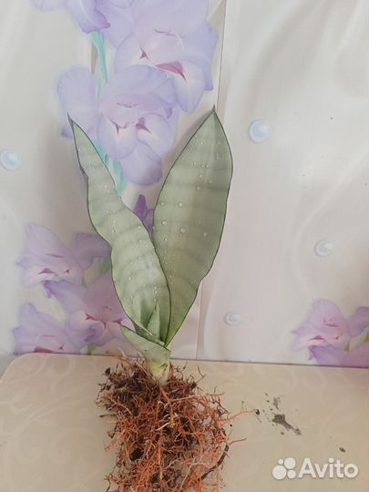 Санса маншуй