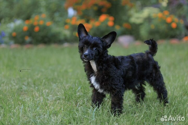 Черный мишка