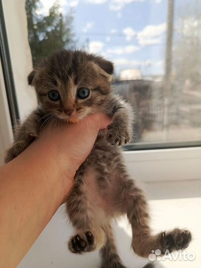 Шотландская