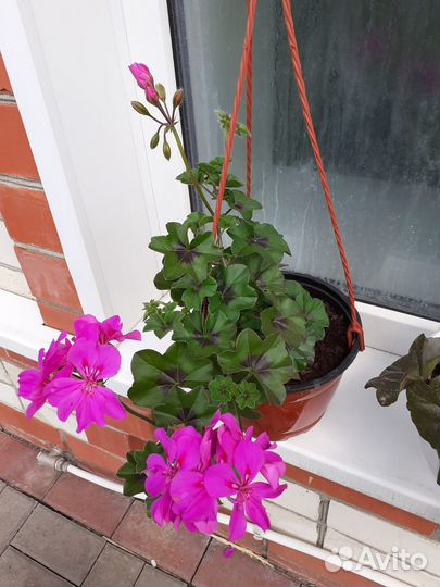 Ампельная герань