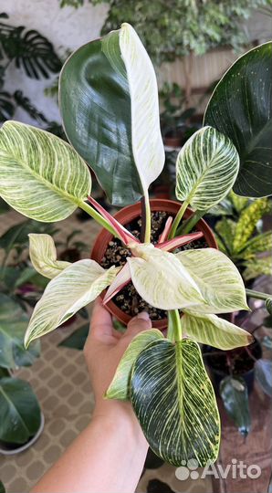 Филодендрон Биркин
