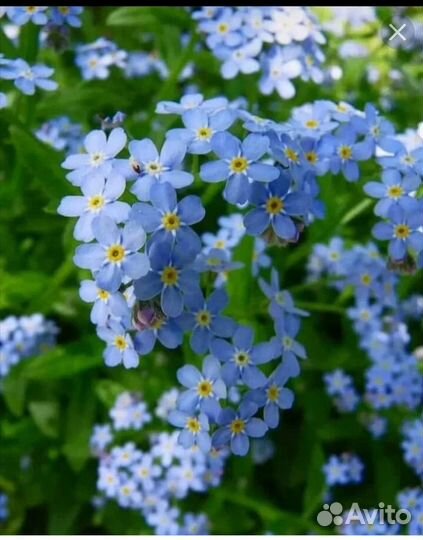 Арабис, тимьян, незабудка садовая и почвопокровная
