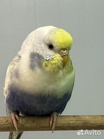 Волнистые попугаи девочки. Радужные, пинто