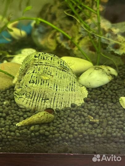 Улитки мелании