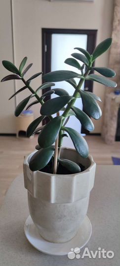 Комнатные растения цветы