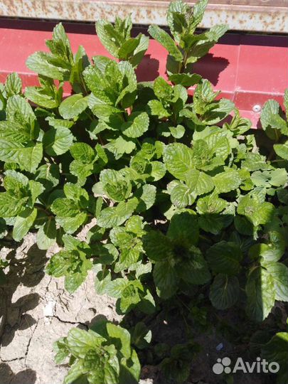 Кусты мяты 2 вида на напитки и рассаду
