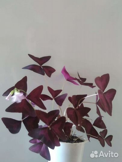Батерфляй комнатный цветок