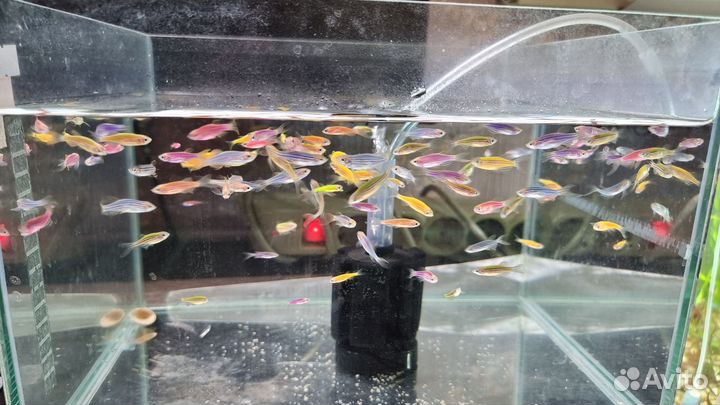 Данио рерио, гло