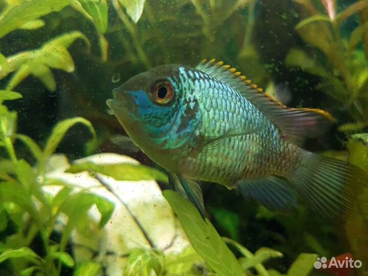 Наннокара неоновая