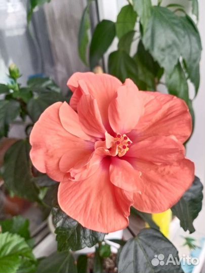 Гибискусы голландские