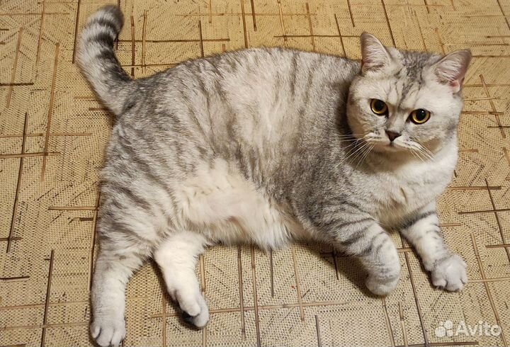 Скоттиш страйт