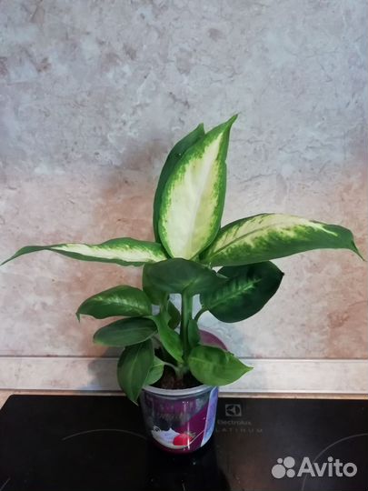 Диффенбахия